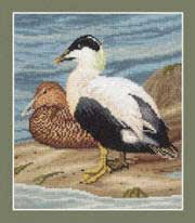 Eider