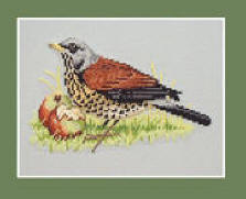 Fieldfare