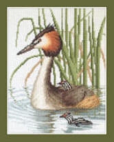 Great Crested Grebe