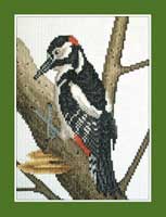 Great Spotted Woodpecker