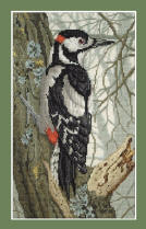 Great Spotted Woodpecker