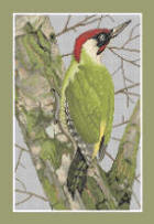 Green Woodpecker