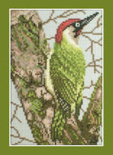 Green Woodpecker