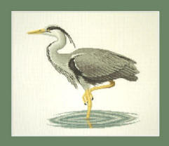 Grey Heron