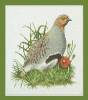 Grey Partridge