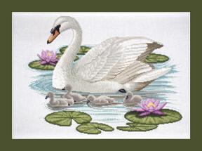 Mute Swan