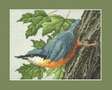 Nuthatch