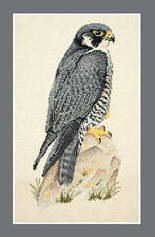 Peregrine