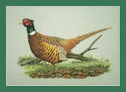 Pheasant