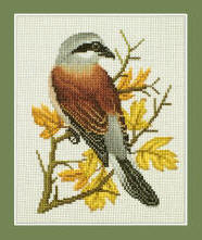 Red-backed Shrike