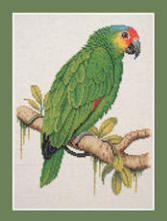 Red-lored Amazon