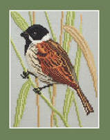 Reed Bunting