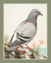 Rock Dove