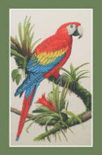 Scarlet Macaw