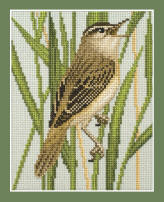 Sedge Warbler