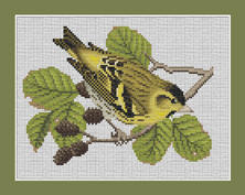 Siskin