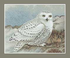 Snowy Owl