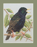 Starling