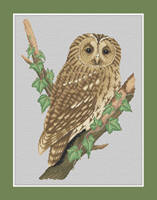 Tawny Owl