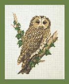 Tawny Owl