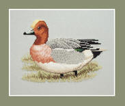 Wigeon